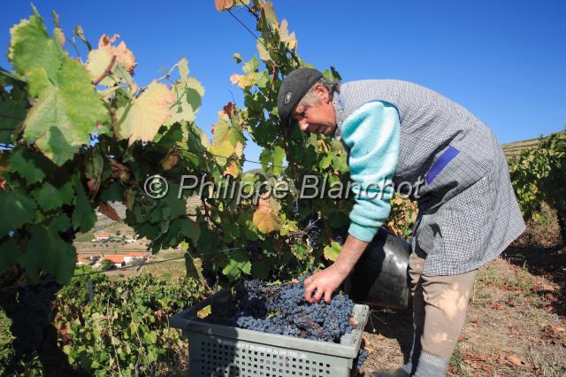 portugal douro 05.JPG - Vendanges dans la vallée du Douro, Portugal